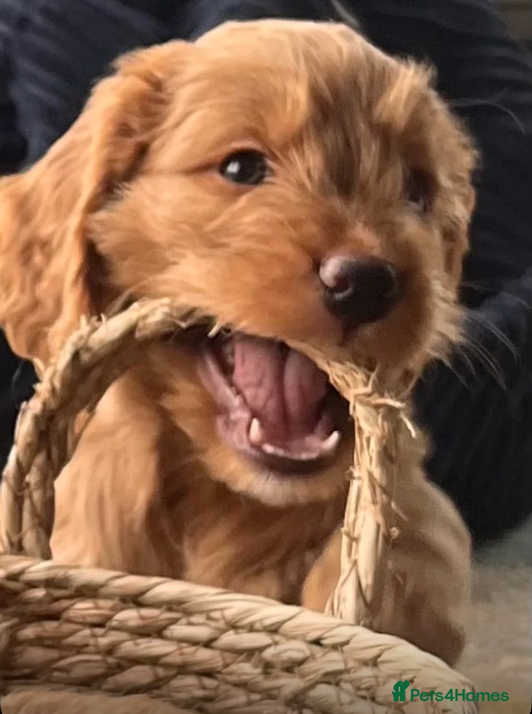 Cockapoo dogs for sale: 6 Cockapoo pups  - Advert 2