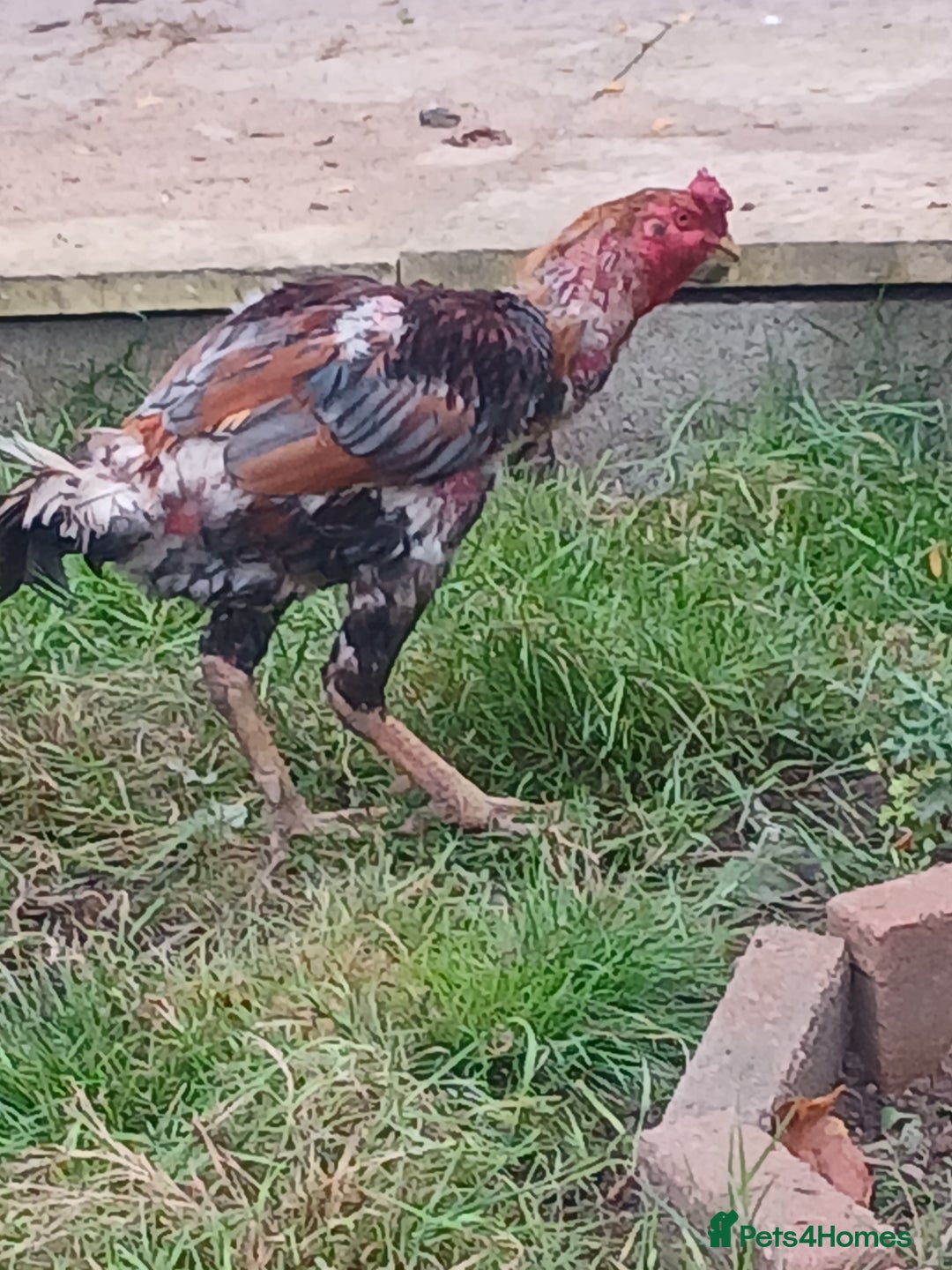 Chickens poultry for sale: These are all different breeds - Image 5