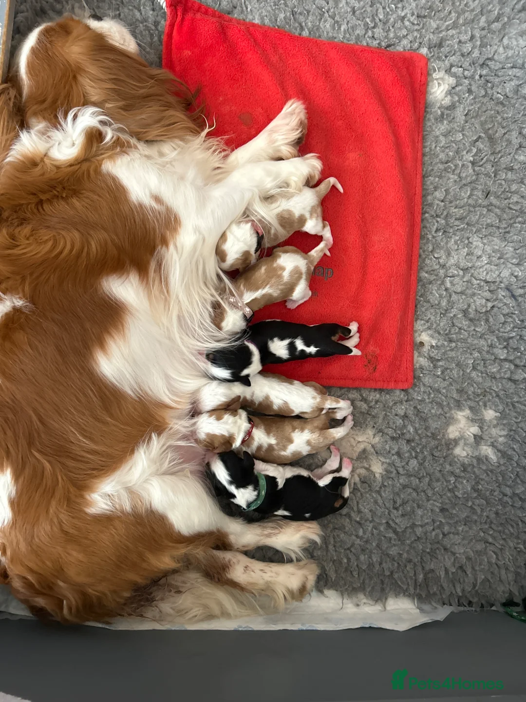 Cavalier King Charles Spaniel dogs for sale: KC CkC Puppies from Health tested parents  - Advert 9