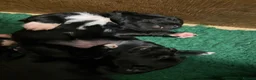 Mixed Breed dogs for sale: Beautiful Collie X cocker sprollies DNA health  - Advert 3