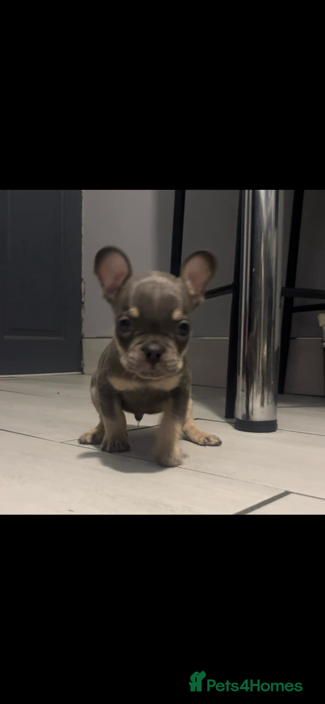 French Bulldog dogs for sale: French bull dog puppys  - Image 8