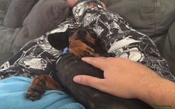 Dachshund dogs for sale: 2 Sausage dog female puppies for sale - Image 6