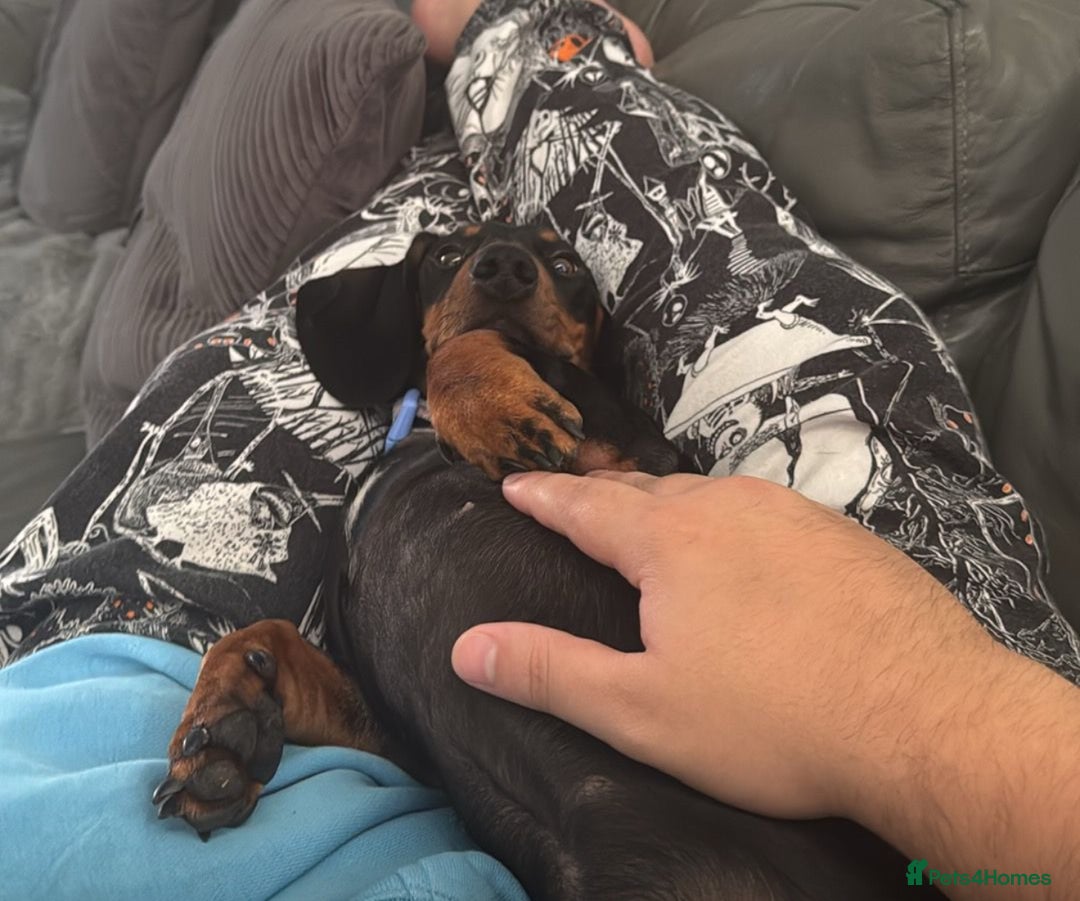 Dachshund dogs for sale: 2 Sausage dog female puppies for sale - Image 6