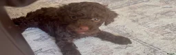 Sproodle dogs for sale: Sproodle puppies 2x brown males - Advert 3