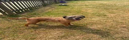 Border Terrier dogs for sale: Beautiful slem clear female - Advert 2