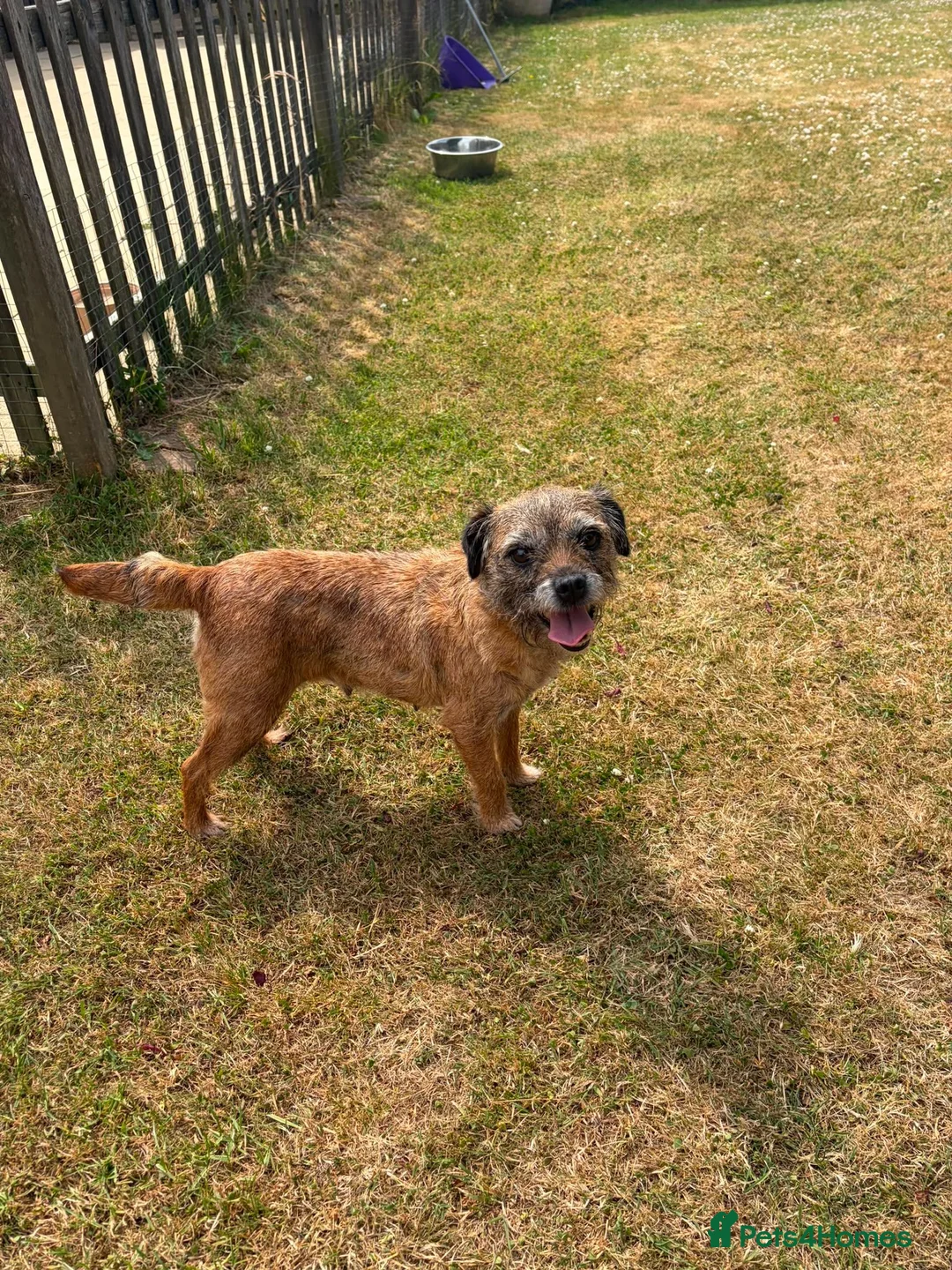 Border Terrier dogs for sale: Beautiful slem clear female - Advert 2