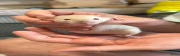 Rat rodents for sale: Super Tame Dumbo Siamese Rats Looking For ❤️ Homes - Advert 6