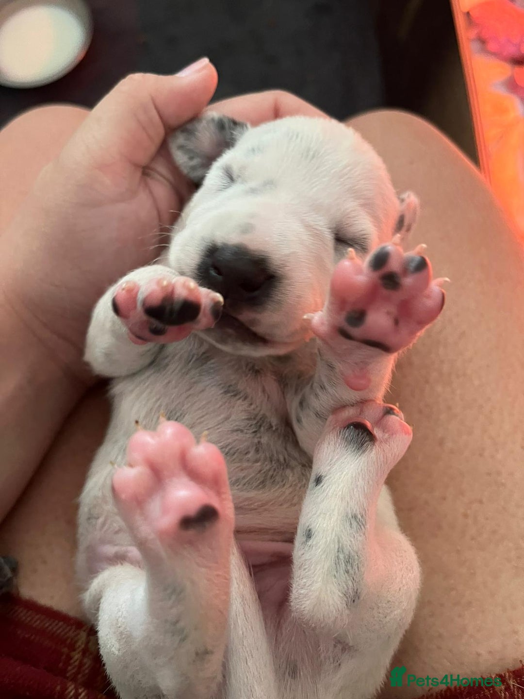 Dalmatian dogs for sale: Stunning Dalmatian puppies KC reg show winners - Image 20