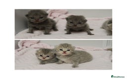 British Shorthair cats for sale: Solid Blue & Blue Golden Spotted Tabby Kittens - Image 1