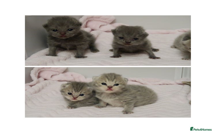 British Shorthair cats - Advert 11