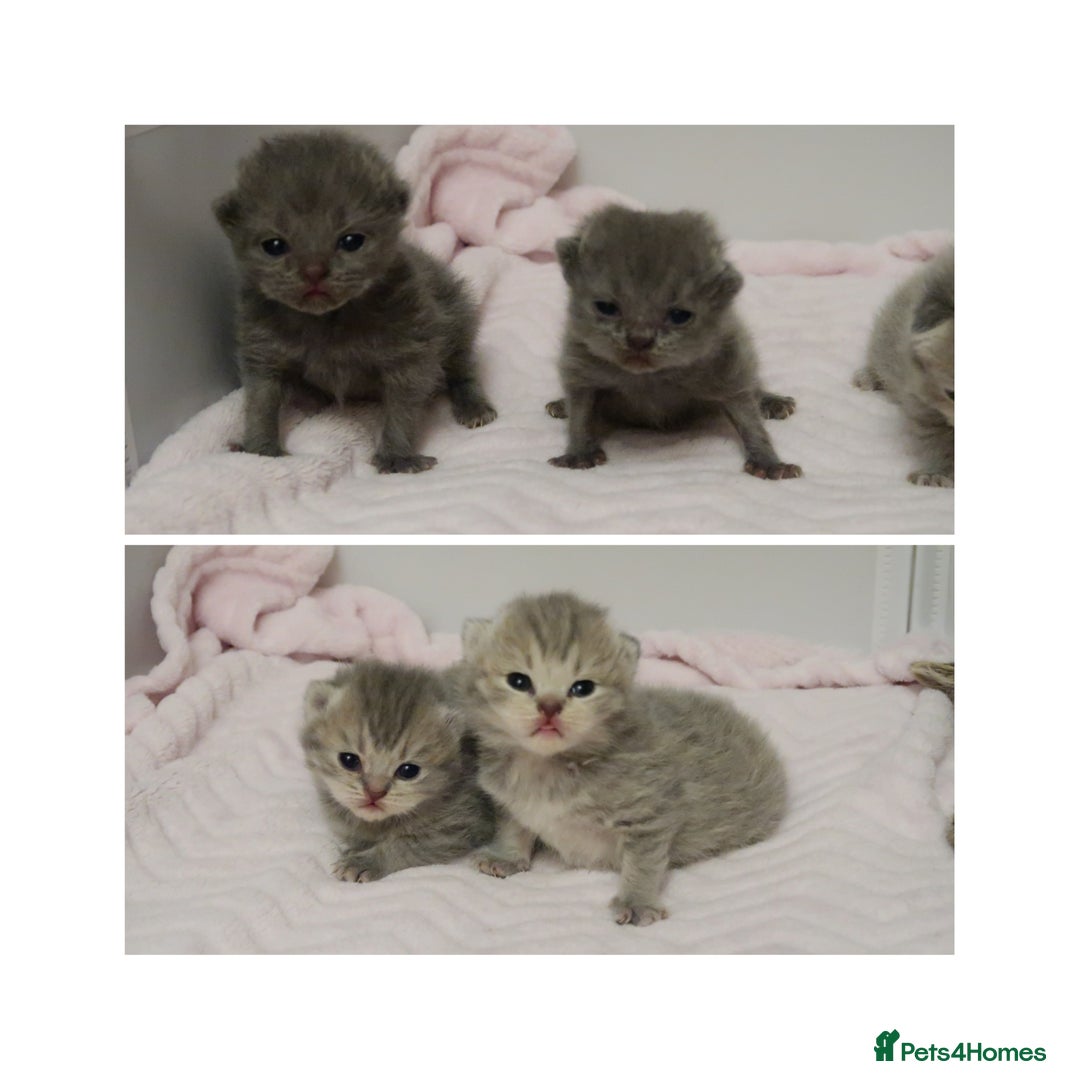 British Shorthair cats for sale: Solid Blue & Blue Golden Spotted Tabby Kittens - Image 1
