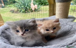 Ragcoon cats for sale: Ragdol Maincoon Cross - Image 2