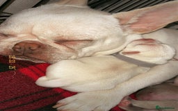 Mixed Breed dogs for sale: French bulldog mixed chihuahua  - Image 7