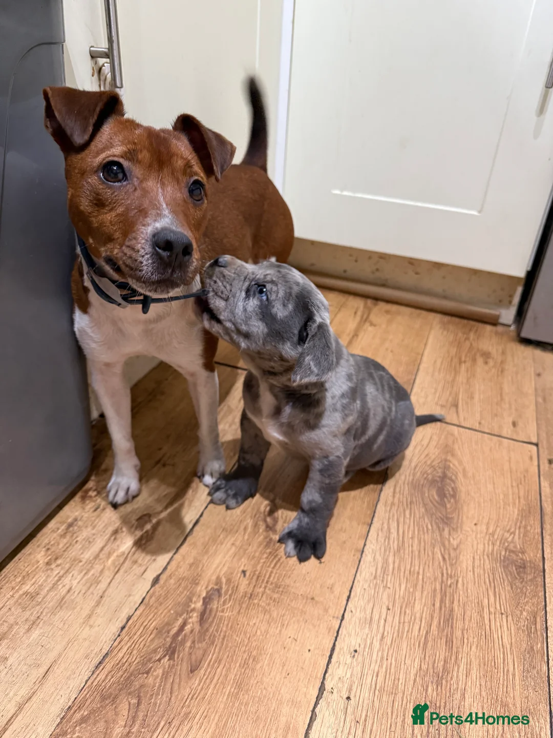 Mixed Breed dogs for sale: Cane Corso Puppies  - Advert 6