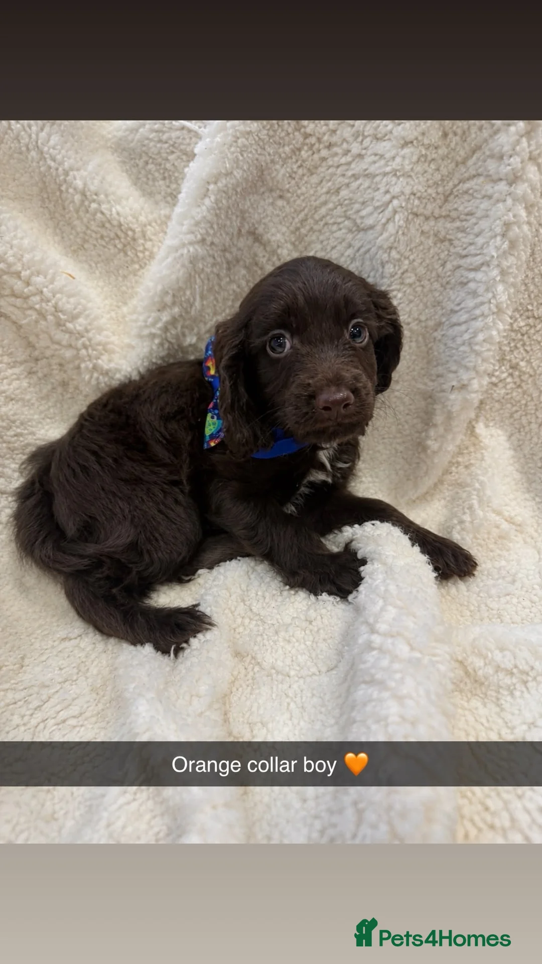 Cockapoo dogs for sale: Stunning Cockerpoo pups  - Advert 20