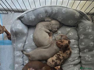 Miniature Dachshund dogs BEAUTIFUL MINIATURE DACSHSHUND PUPPIES - Advert 1