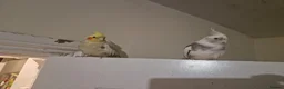 Cockatiels birds for sale: 2x Cockatiels ( bonded pair) aprox 1.5 yo in Hull - Advert 5