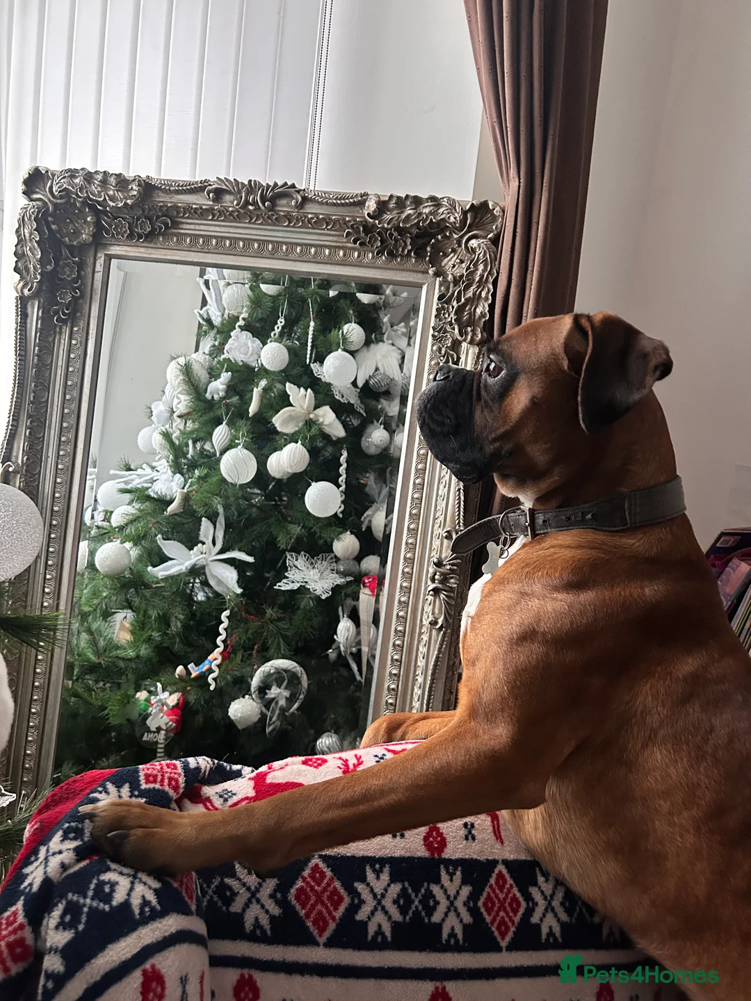 Boxer dogs for stud: Proven Handsome KC reg boxer-Heart score 0 in Tredegar - Advert 8