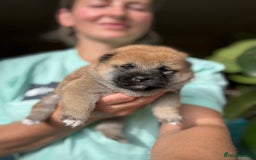 Japanese Shiba Inu dogs for sale: KC reg Japanese Shiba Inu puppies  - Image 12