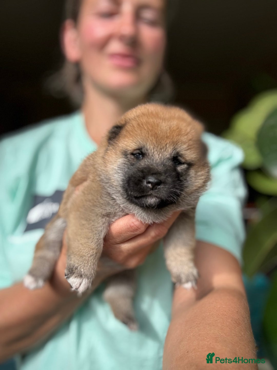 Japanese Shiba Inu dogs for sale: KC reg Japanese Shiba Inu puppies  - Image 12