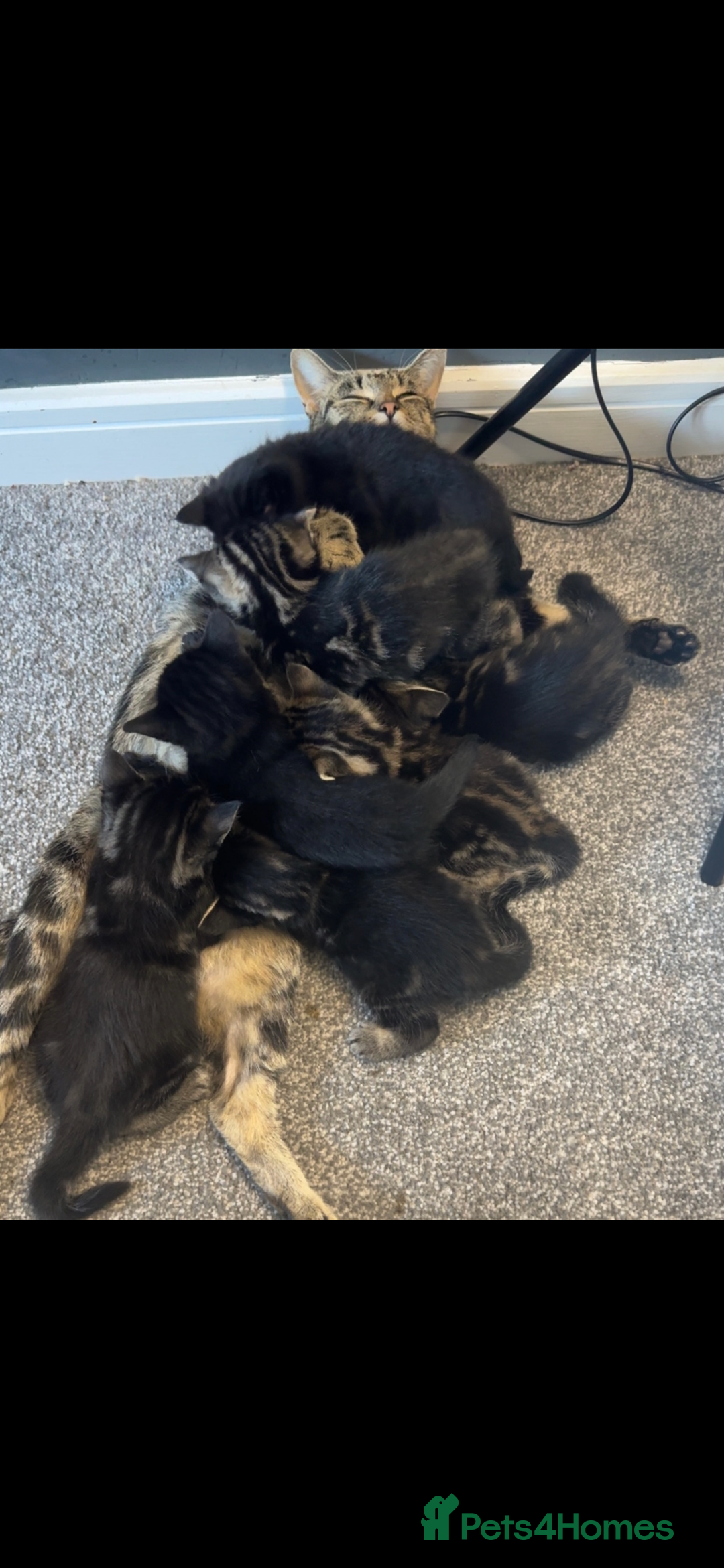 British Shorthair cats for sale: 2 beautiful kittens looking for a forever home.  - Image 10