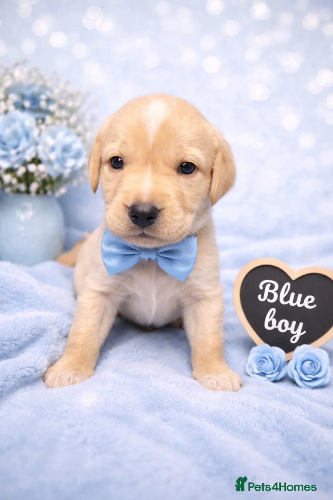 Labrador Retriever dogs for sale: KC Registered Labrador Puppies – Ready 14th March - Advert 1