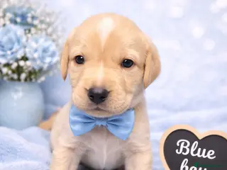 Labrador Retriever dogs KC Registered Labrador Puppies – Ready 14th March - Advert 2