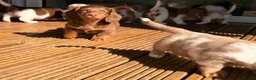 Miniature Dachshund dogs for sale: 3 available long haired miniature dachshund  - Advert 27