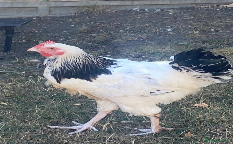 Chickens poultry - Advert 10