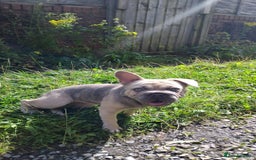 French Bulldog dogs for sale: French bulldog full ** 18 week pup girl  - Image 4