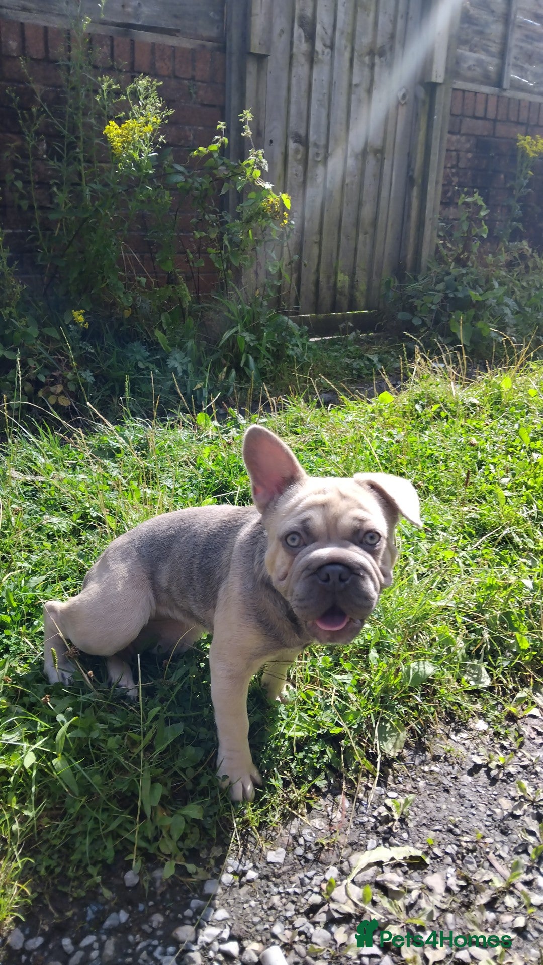 French Bulldog dogs for sale: French bulldog full ** 18 week pup girl  - Image 4