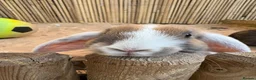 Mixed Breed rabbits for sale: Rabbits for sale - Advert 2