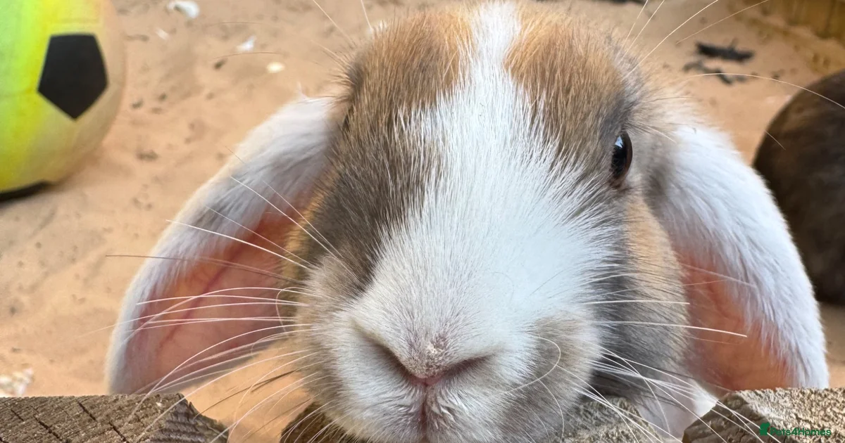 Free Rabbits for Sale for sale | Pets4Homes