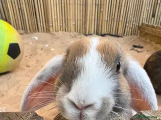 Mixed Breed rabbits Rabbits for sale - Advert 17