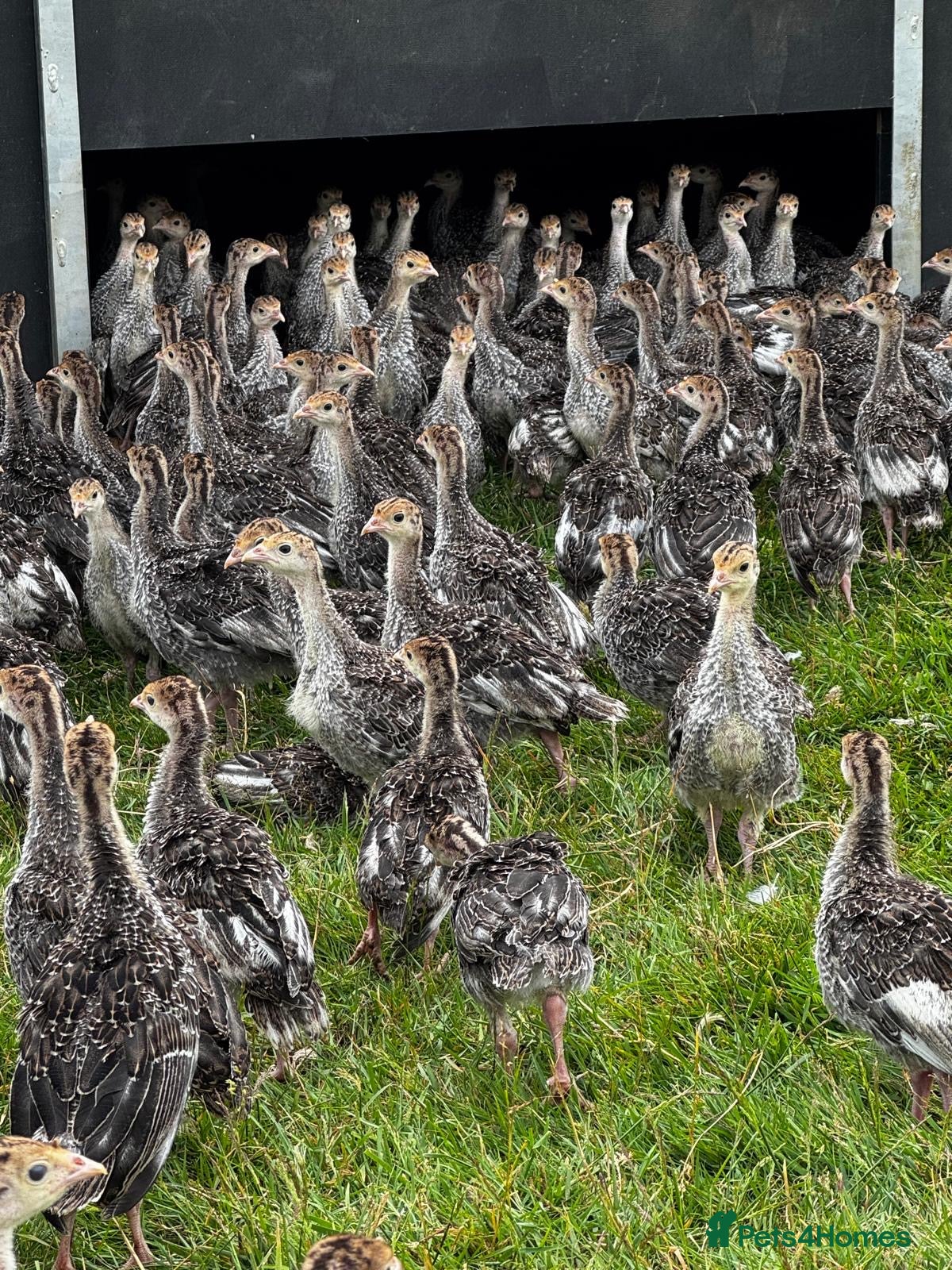 Turkeys poultry Bronze Turkey Poults  - Advert 1