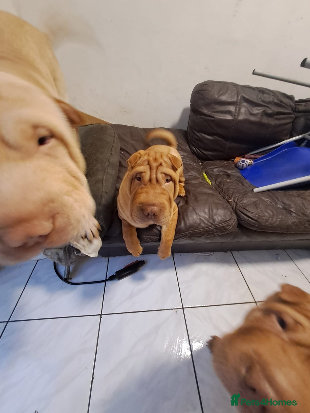 Shar Pei dogs for sale: Shar pei puppies 3 months old  - Advert 10