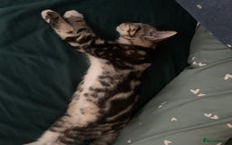 Mixed Breed cats for sale: Two gorgeous girls - Advert 10