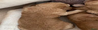 Labradoodle 6