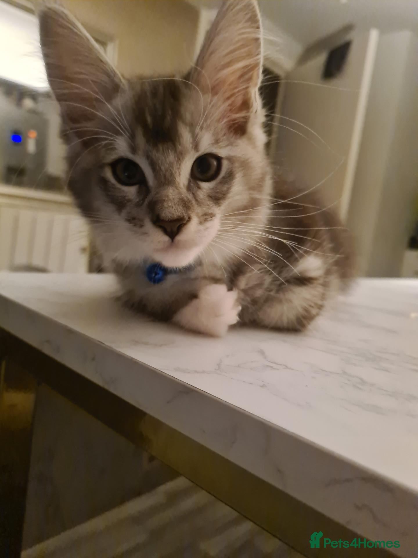 Maine Coon cats for sale: Maine coon stunning silver/blue shaded  - Advert 6