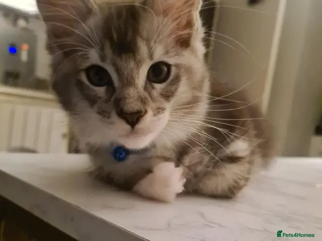 Maine Coon cats for sale: Maine coon stunning silver/blue shaded - Advert 6