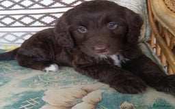Labradoodle dogs for sale: Beautiful miniature labradoodle puppies - Image 8