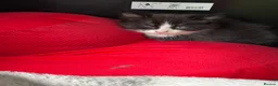 Mixed Breed cats for sale: 8 week old kitten ready to Leave now  - Advert 2