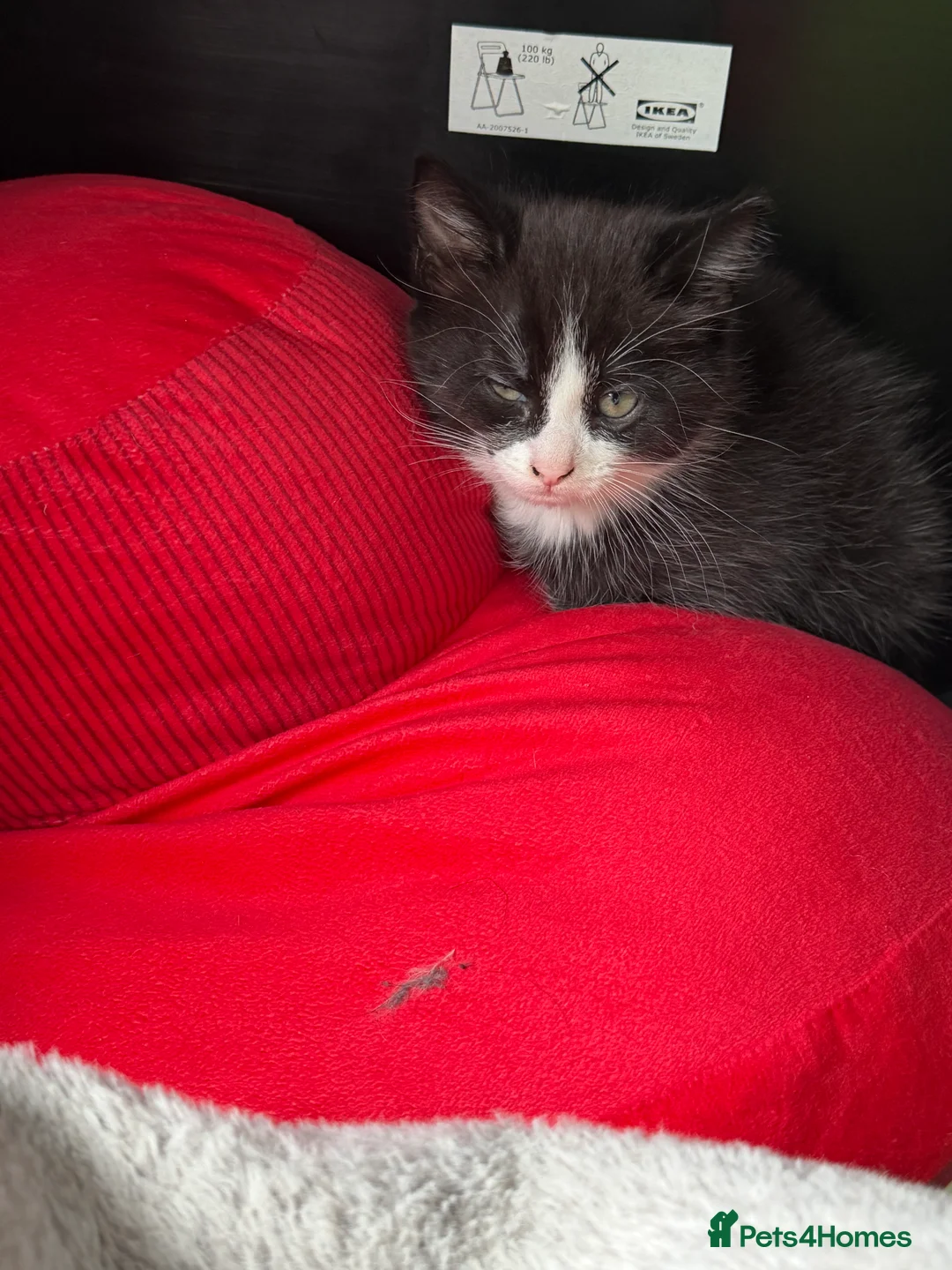 Mixed Breed cats for sale: 8 week old kitten ready to Leave now  - Advert 2