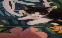 British Shorthair cats for sale: kittens - Image 7