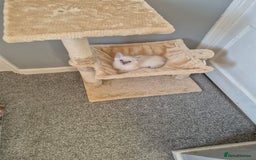 Ragdoll cats for sale: Ragdoll lynx girl, comes with all she needs🩷 - Image 4