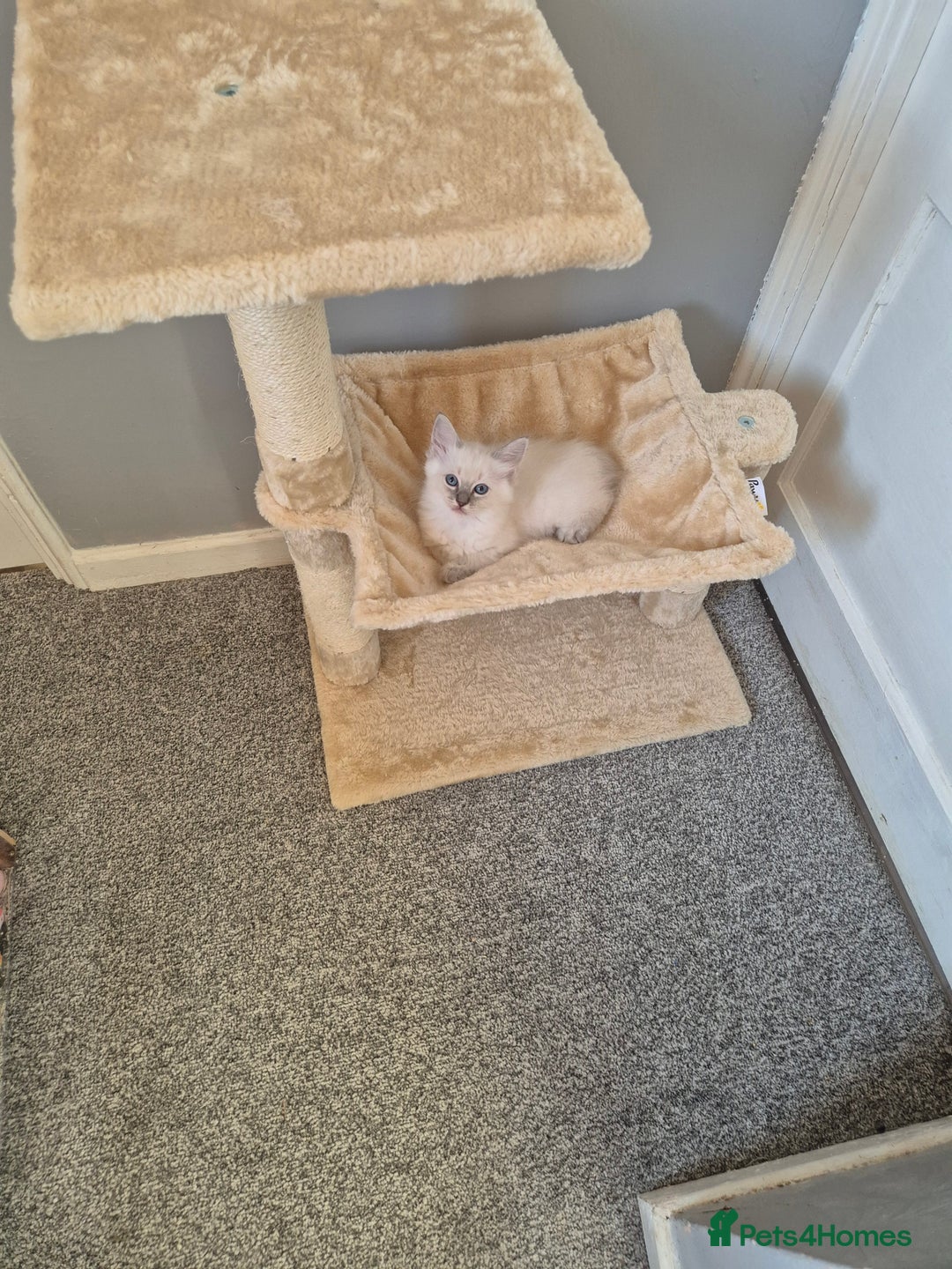 Ragdoll cats for sale: Ragdoll lynx girl, comes with all she needs🩷 - Image 4