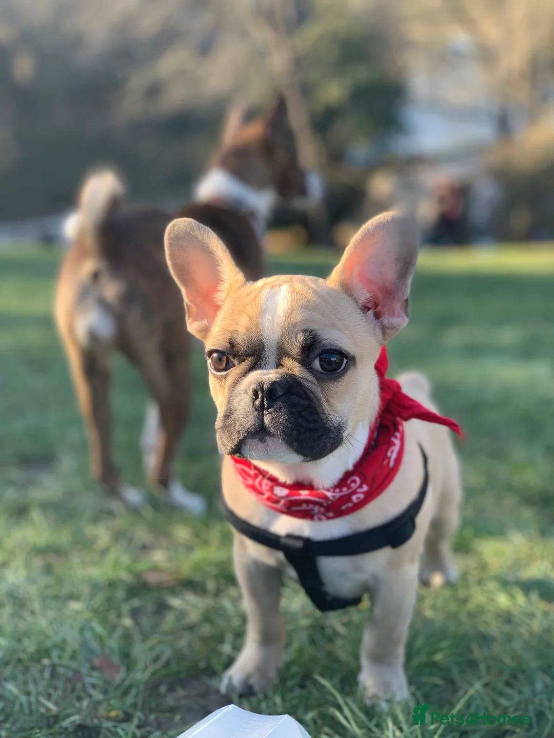 French Bulldog dogs for stud: Sperm donor - Advert 8