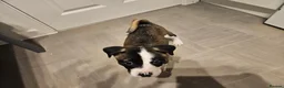 Mixed Breed dogs for sale: American Bulldog x American Akita - Advert 14