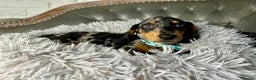 Miniature Dachshund dogs for sale: READY NOW Miniature Dachshund Puppies - Advert 7
