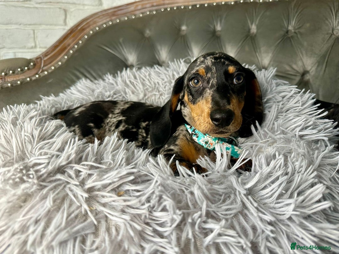 Miniature Dachshund dogs for sale: READY NOW Miniature Dachshund Puppies - Advert 7